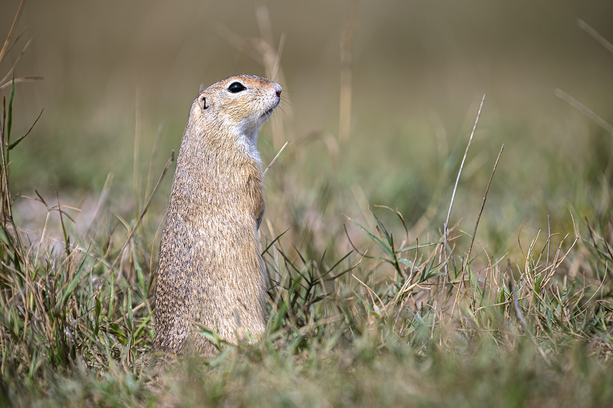 A small guardian of the grasslands A small guardian of the grasslands