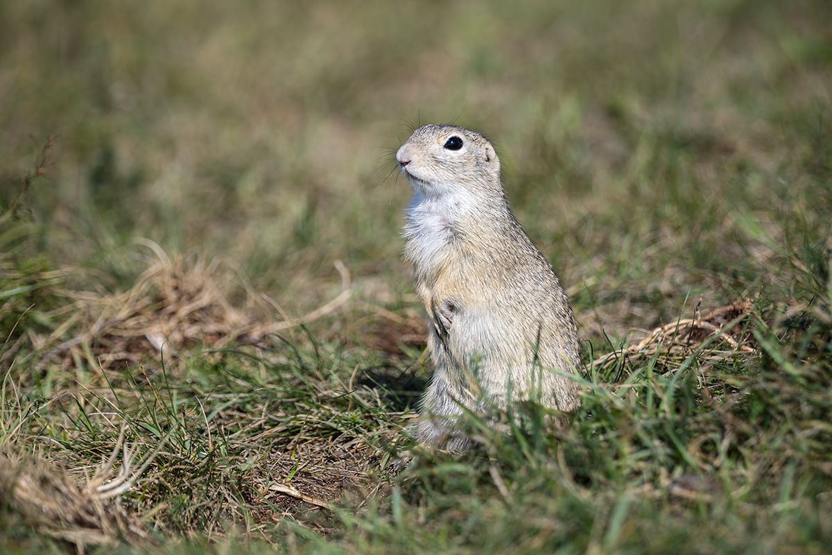 European ground squirrel European ground squirrel