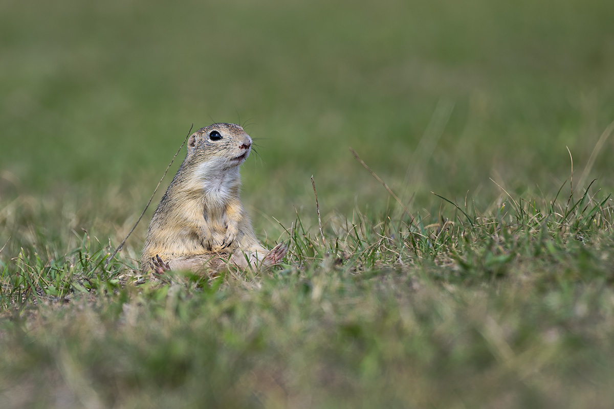 European ground squirrel