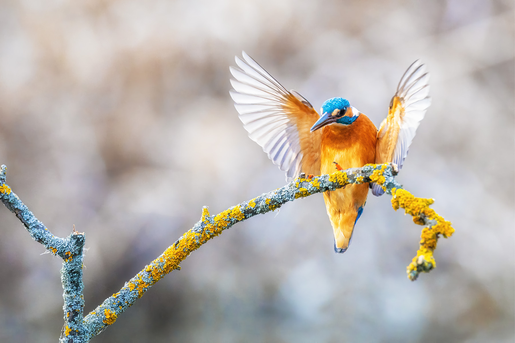 Kingfisher Photography - Arriving