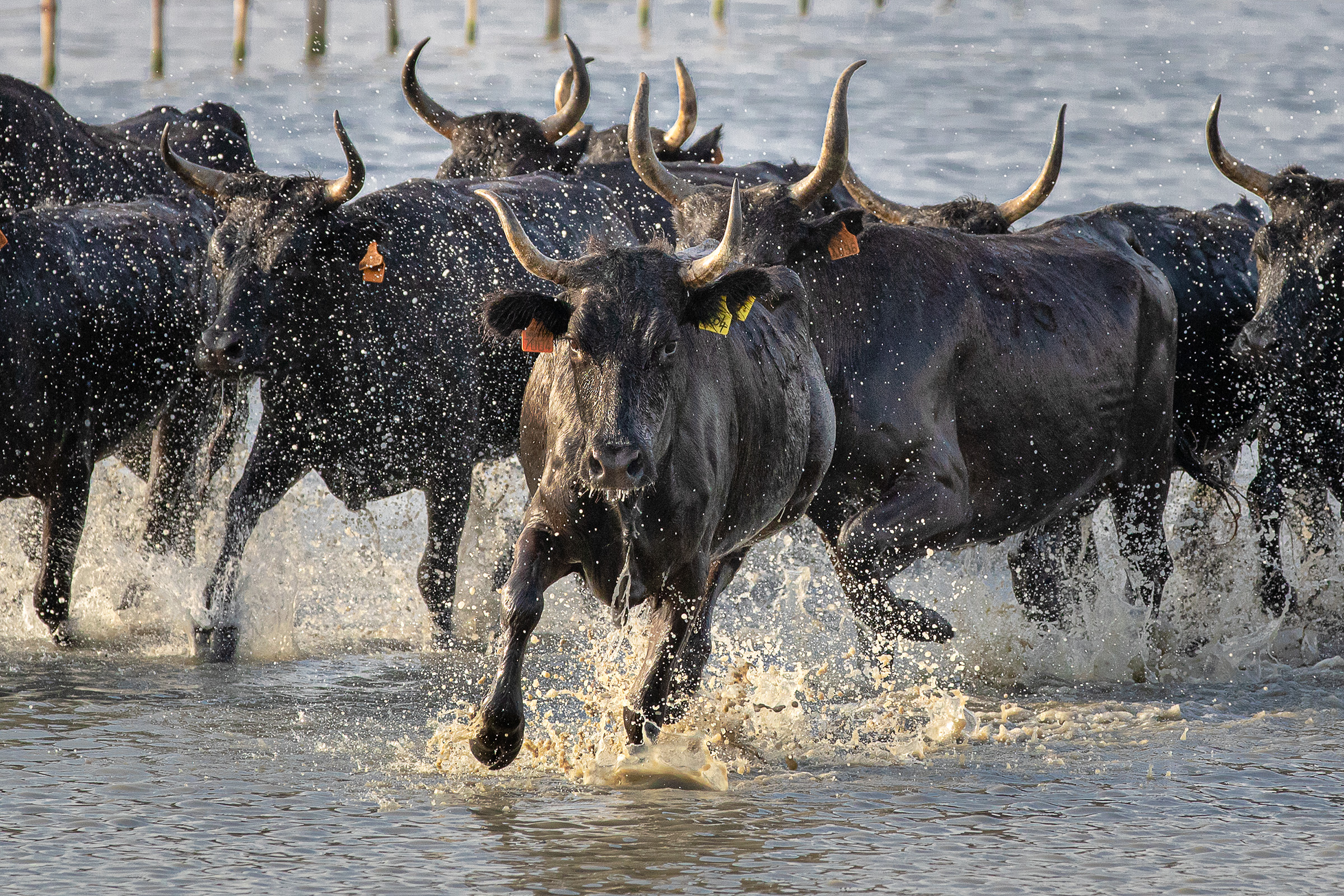 Bulls Run in the Marshes