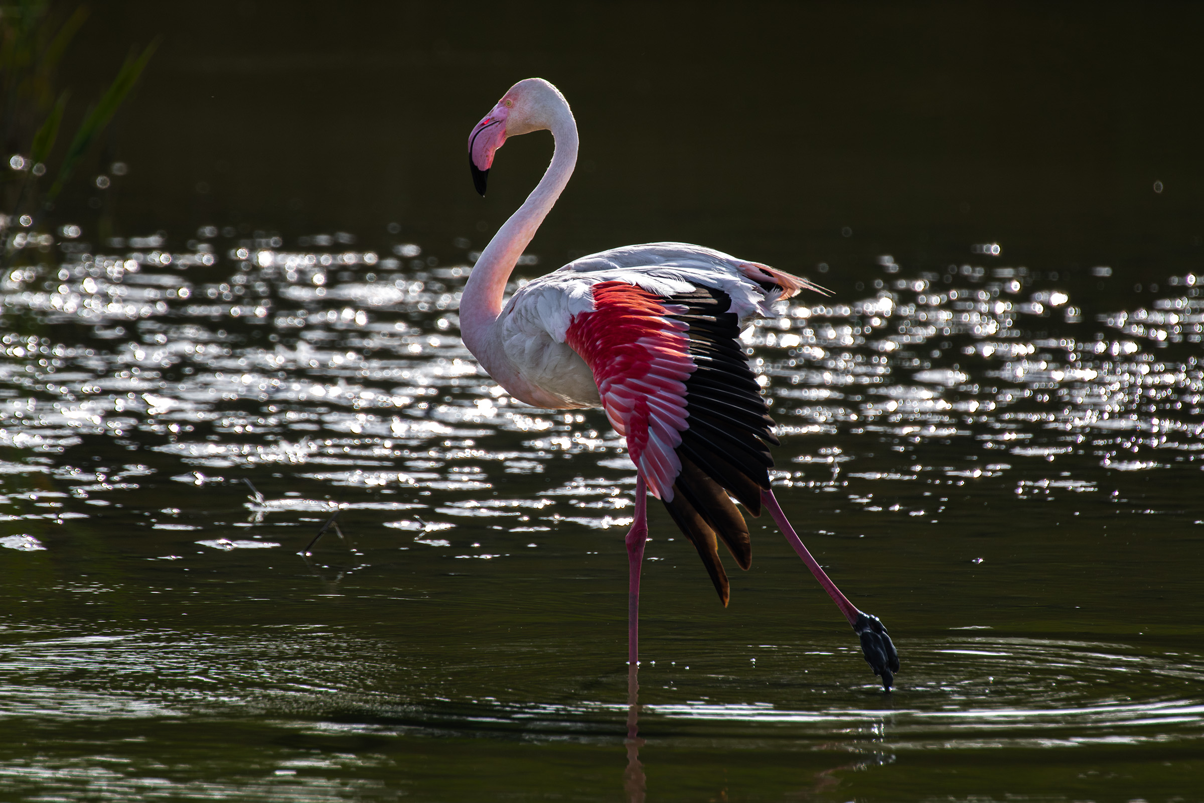 Dancing Ballerina in Camargue