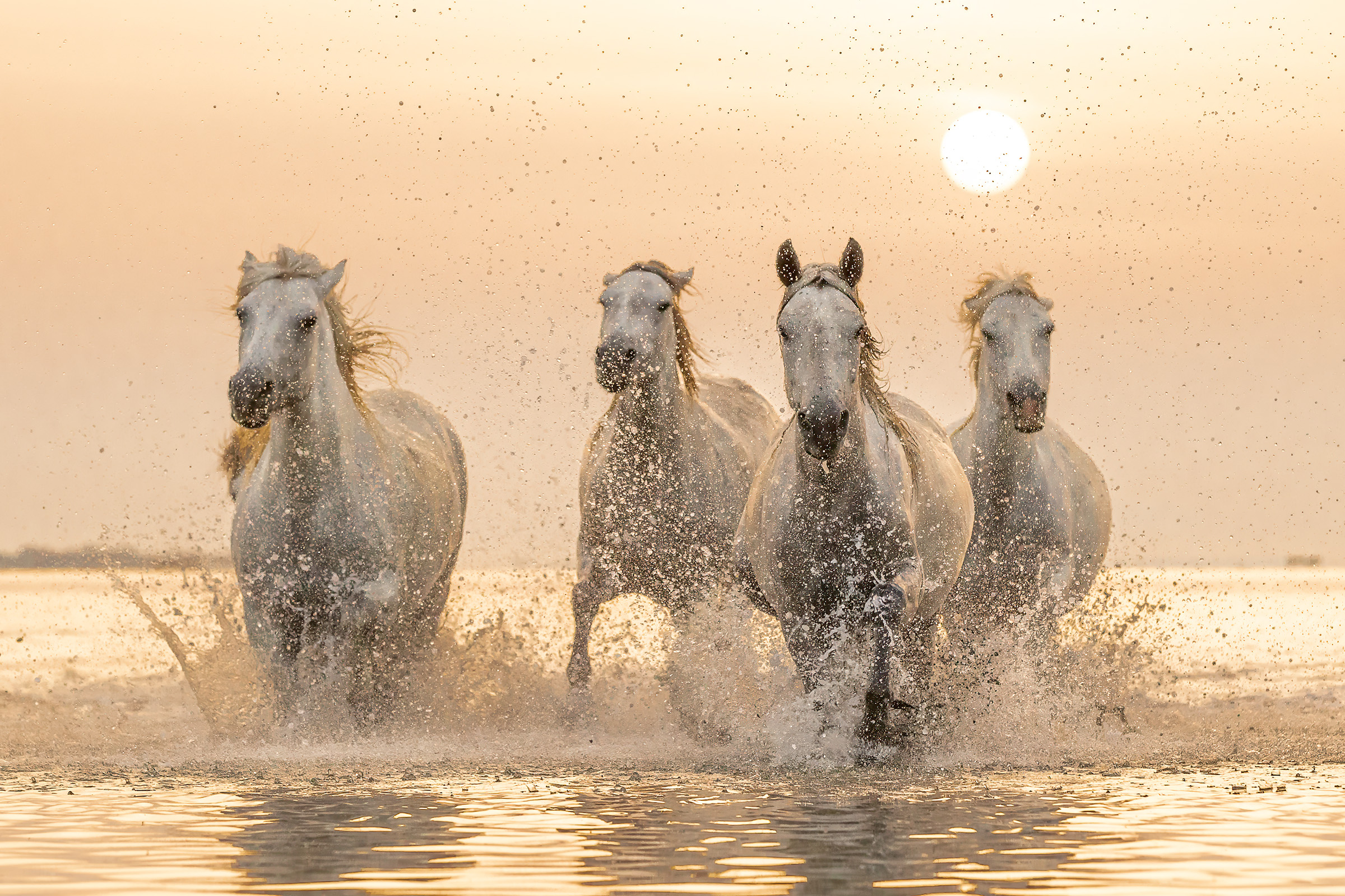 The Iconic White Horses - Riders of the Dawn