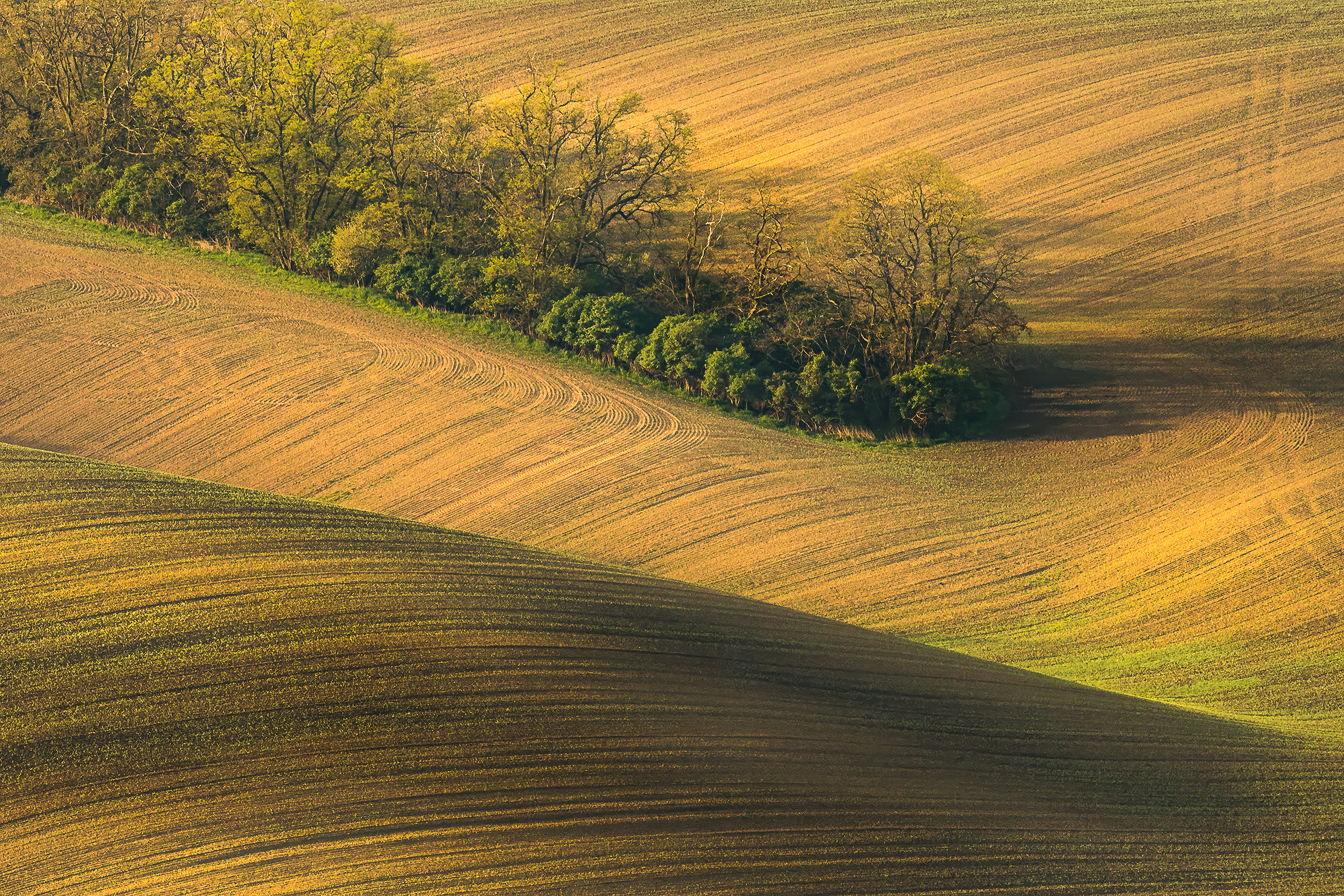 Silent Waves of the Countryside