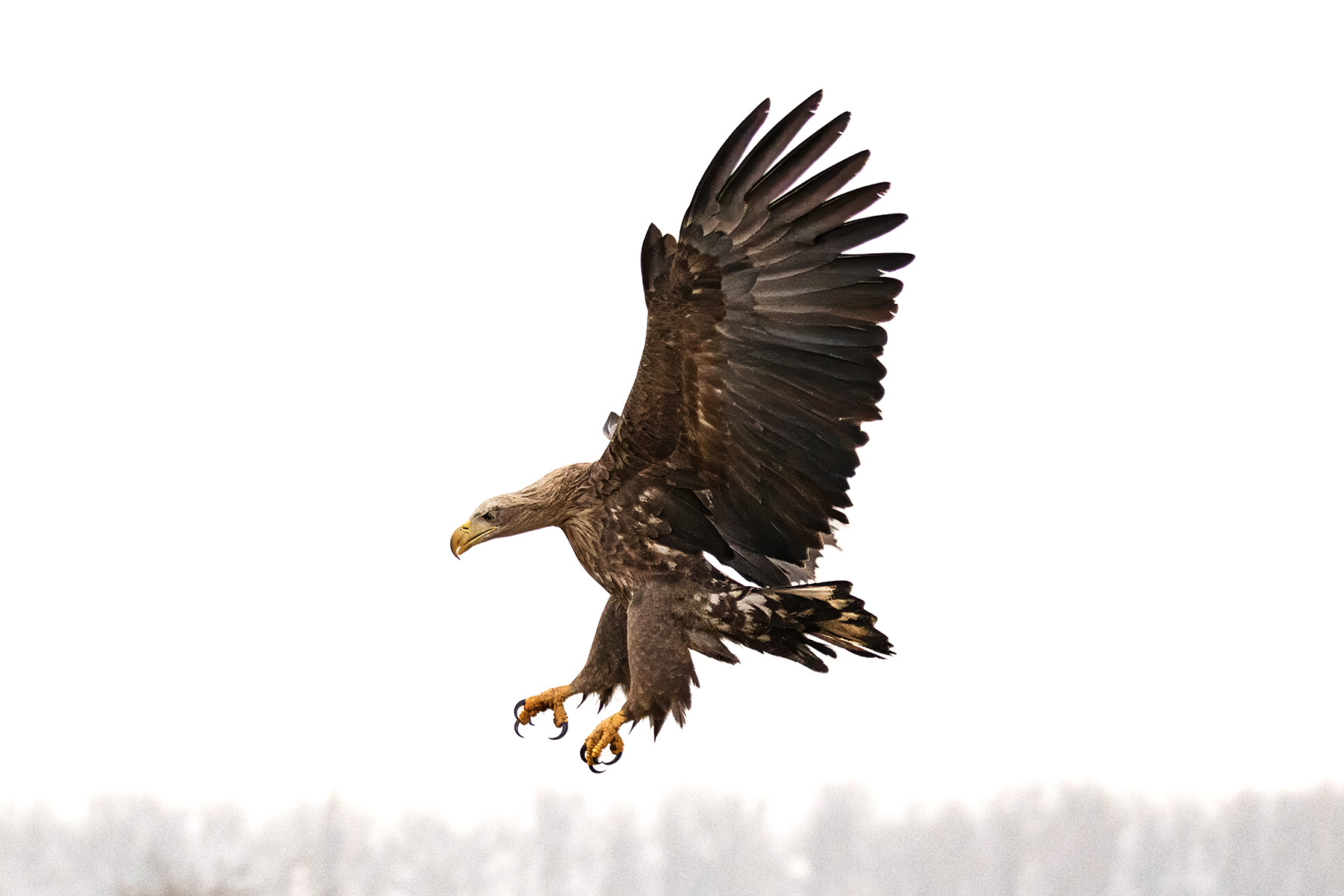 Photography from the Eagle Hide - White-tailed Eagle
