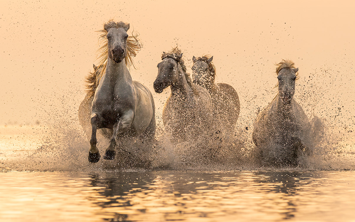 Camargue Horses