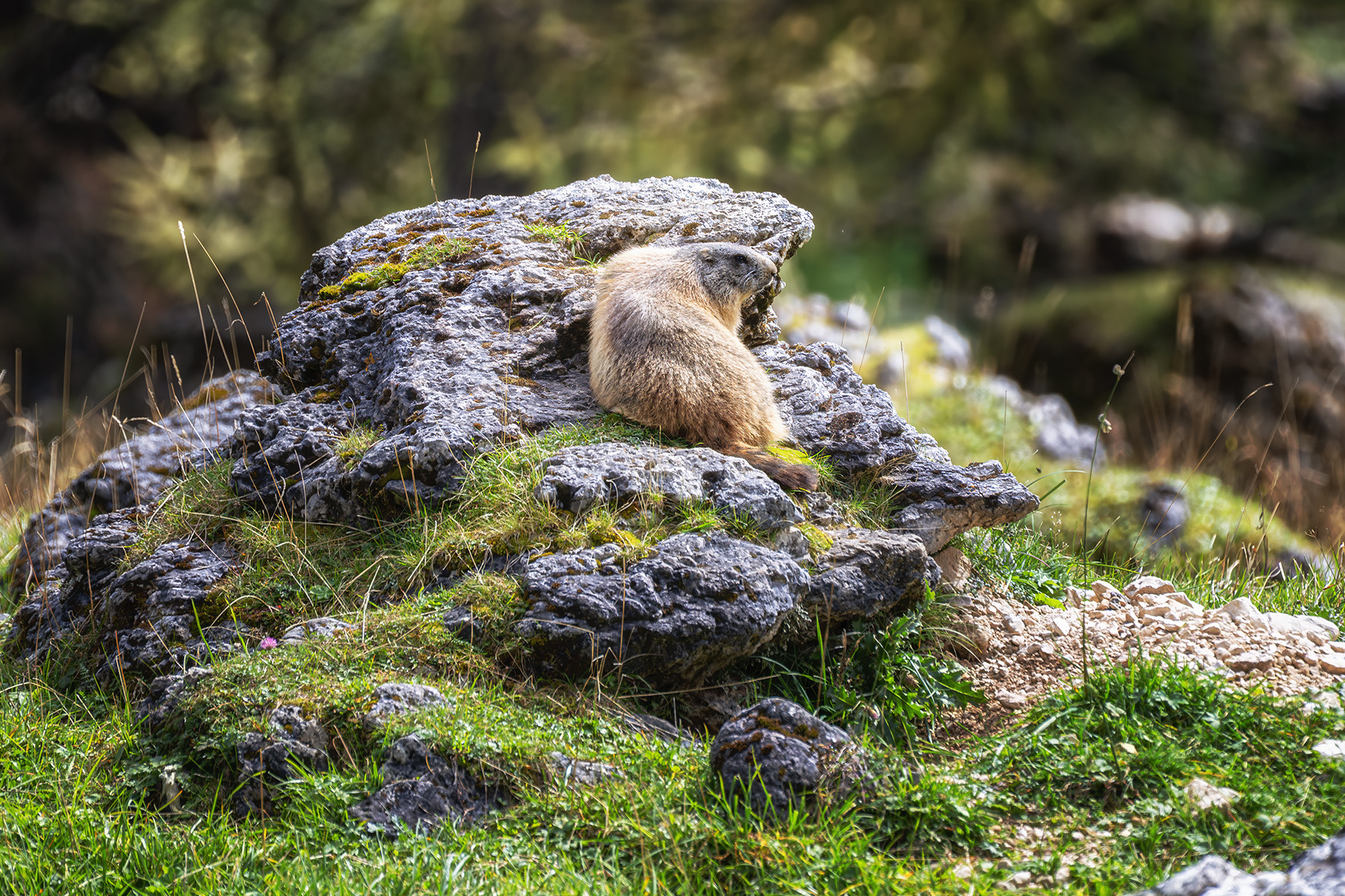 A Marmot in the Dolomites A Marmot in the Dolomites