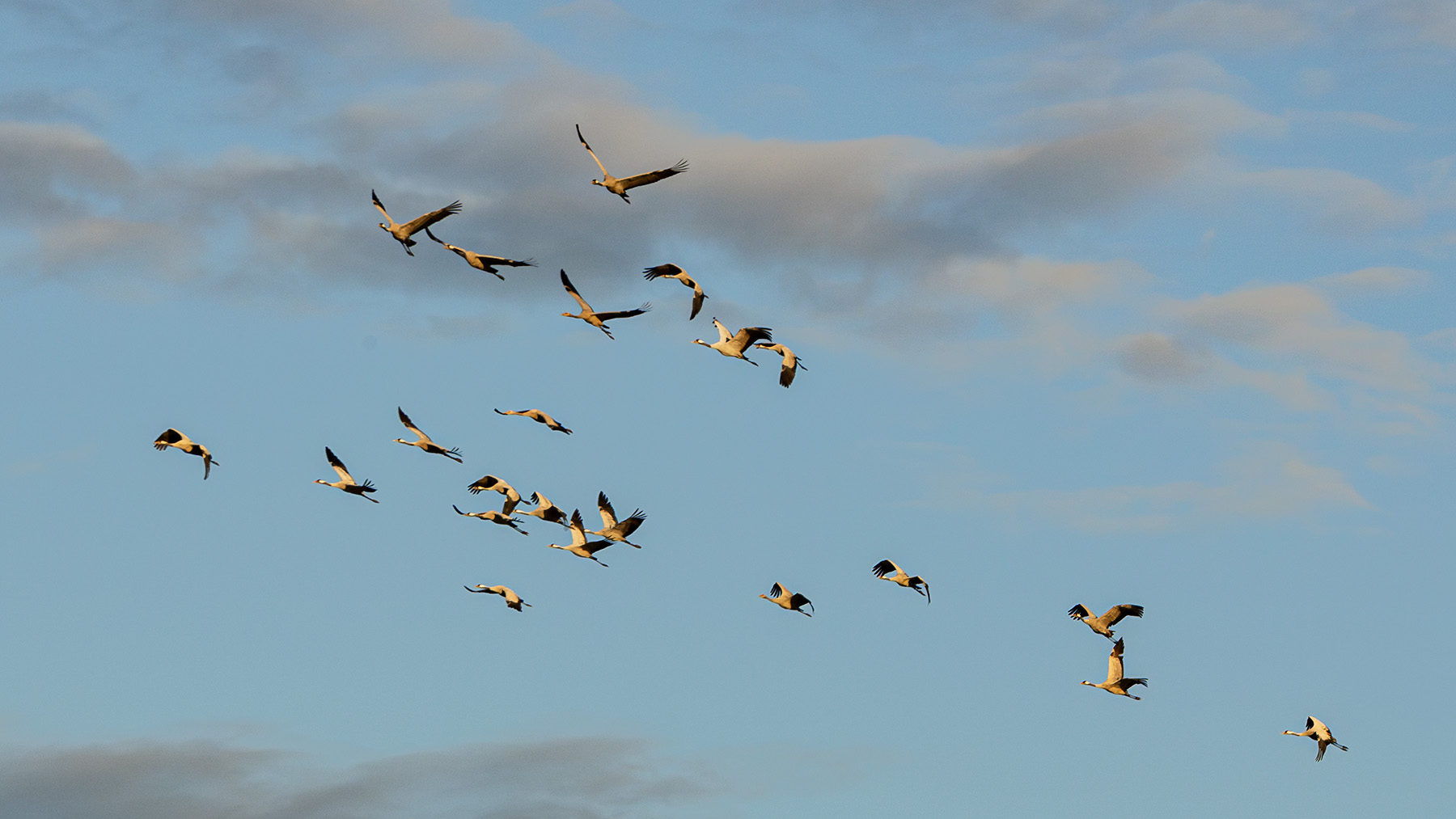Crane migration