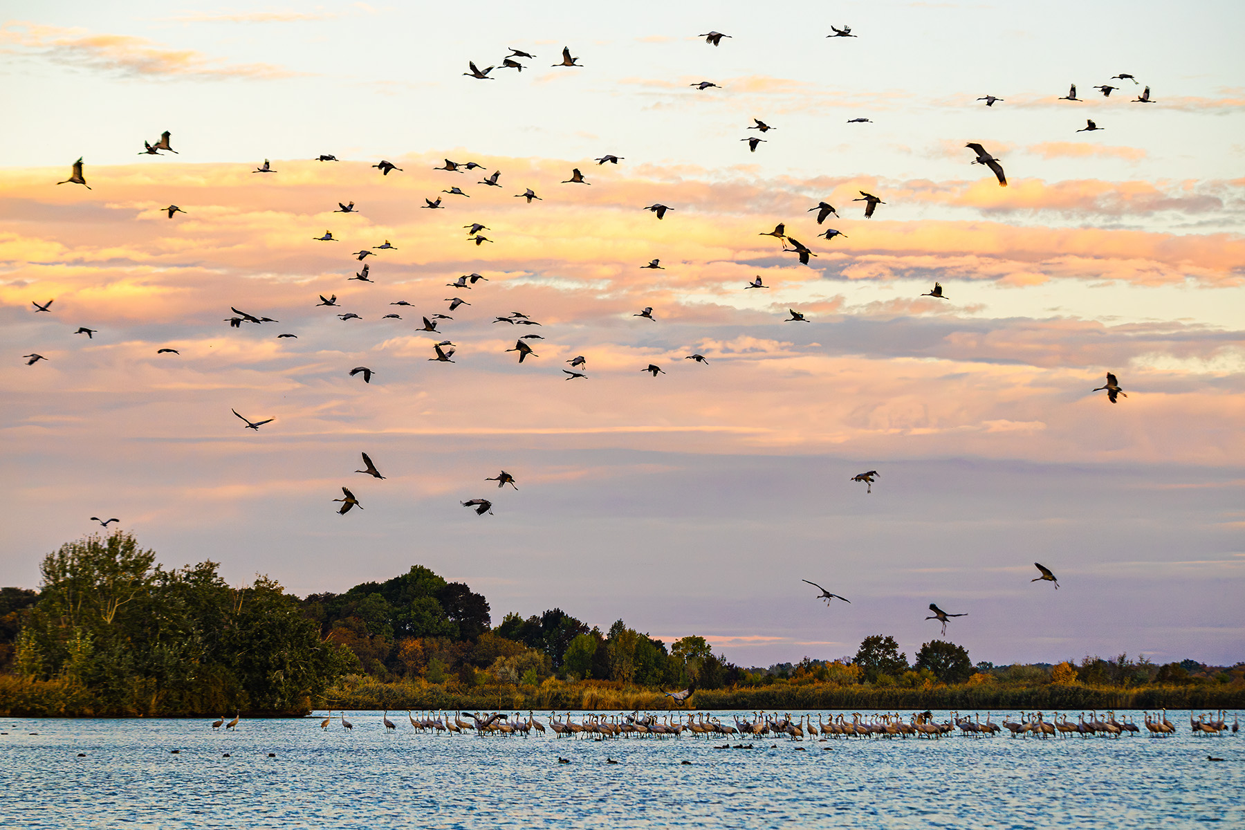 Crane migration - in the morning lights
