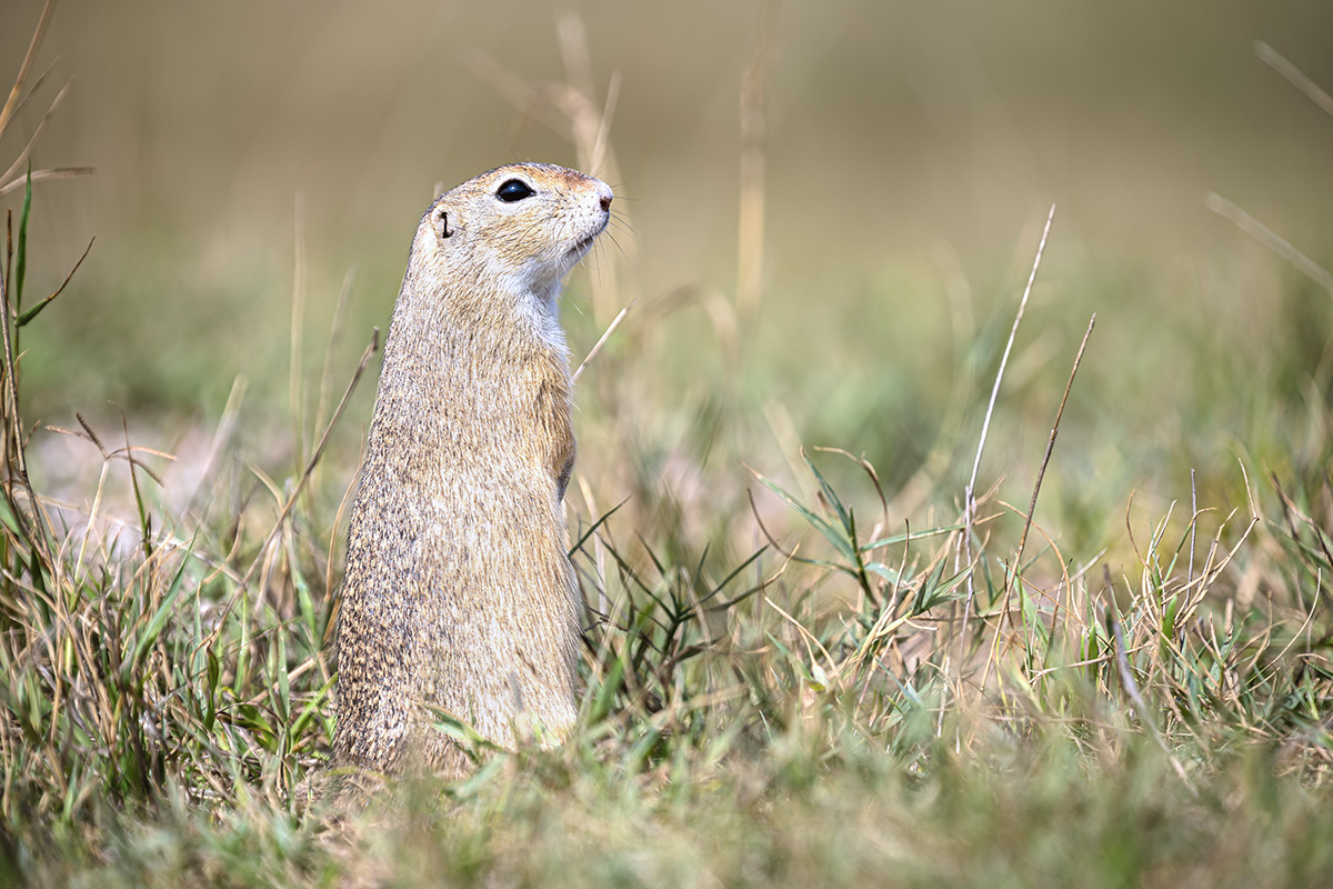 A small guardian of the grasslands A small guardian of the grasslands