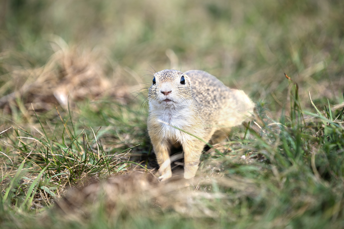 A curious ground squirrel A curious ground squirrel