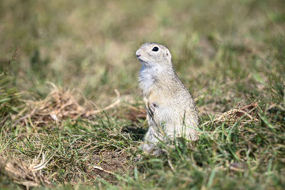 European ground squirrel European ground squirrel